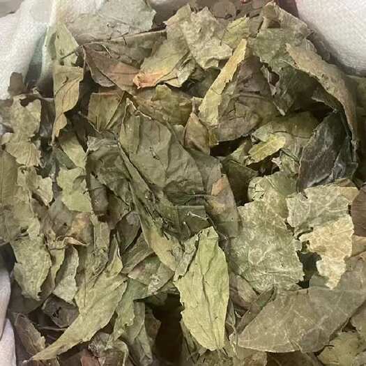 布渣叶破布叶烂布叶中药材批发