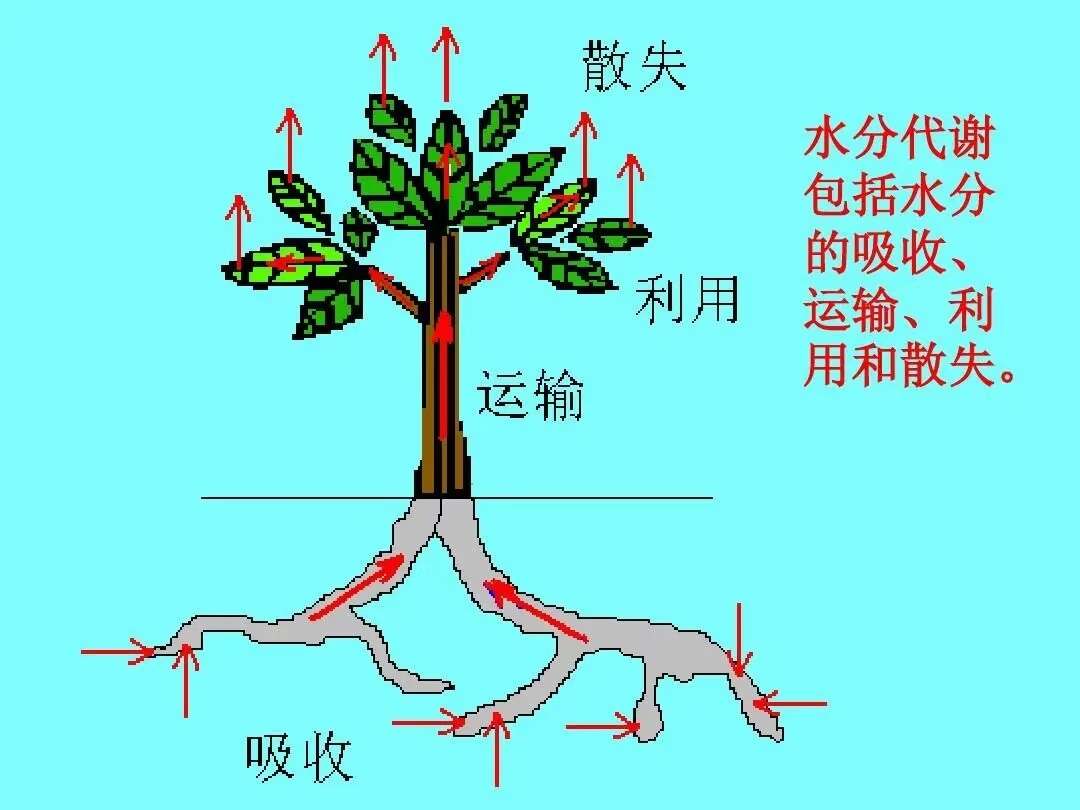 流体硼叶面肥