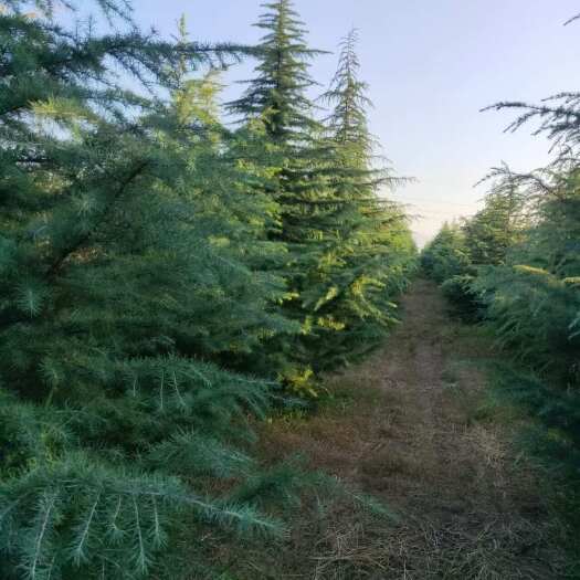 临猗县出售山西运城3000颗雪松，种植8年，高4-8米。