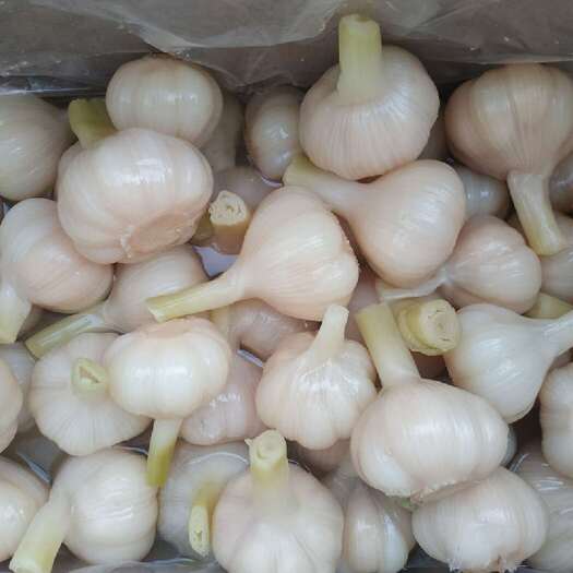 河南开封杞县糖醋蒜 预包装酱腌菜 新鲜蔬菜加工 实力厂家批发