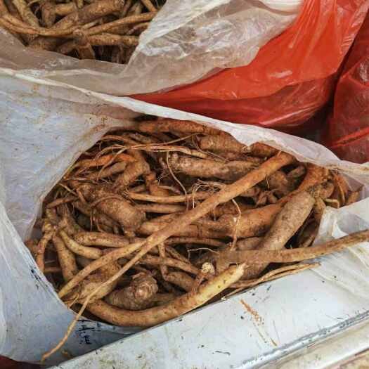 中药材党参 云南省文山州广南县特产滋补药材 品质优选