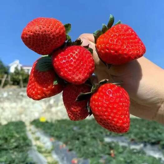 德昌县德昌红颜草莓新鲜采摘顺丰速运保质保量发货快