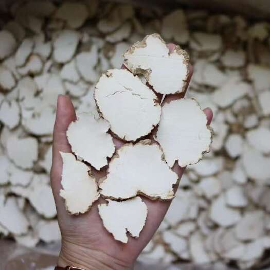 广州散装中号虎乳菌切片性价比高