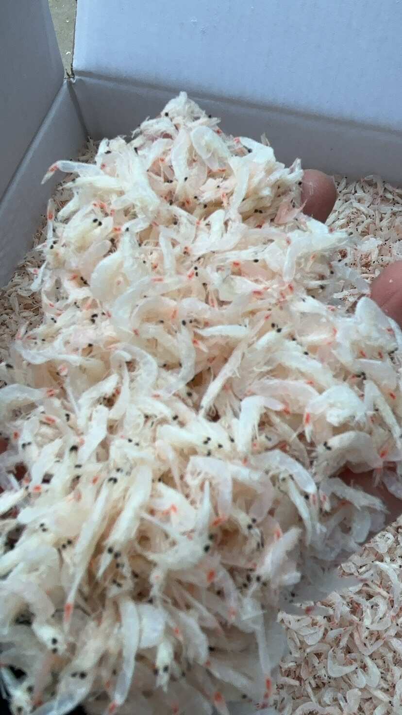 淡干无盐虾皮 常年供货 一点也不咸 一手货源
