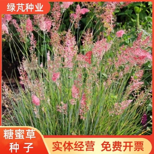 沭阳县糖蜜草种子牧草种子 优质 家禽饲料防沙固土草种糖蜜草