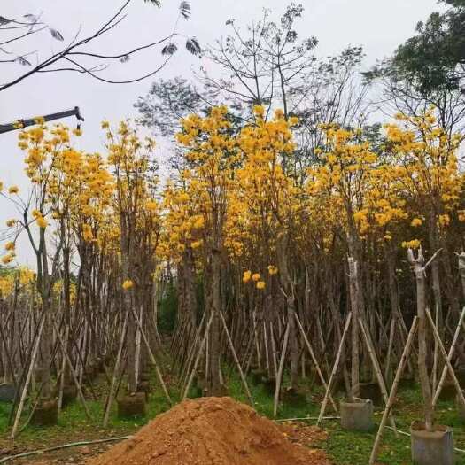普宁市黄花风铃木2-15分，各种规格，大量低价出售