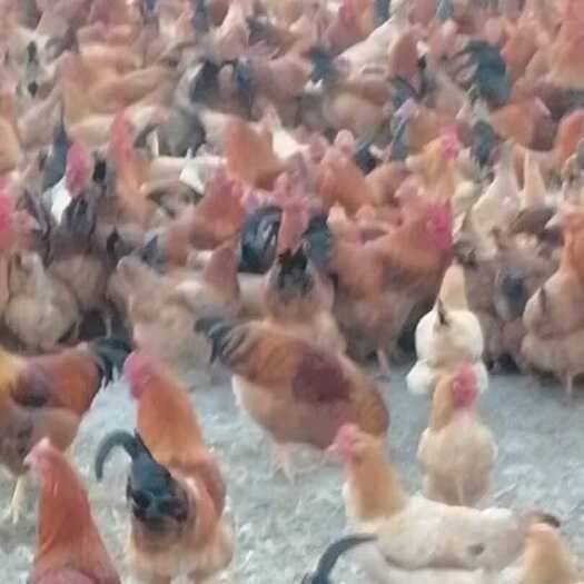 广水市阉鸡