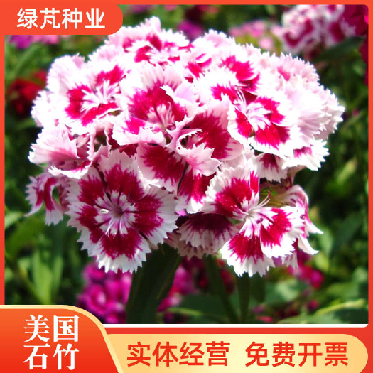 美国石竹花种籽子四季播种开花耐寒宿根庭院易活多年生阳台种植