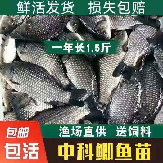 鲫鱼苗