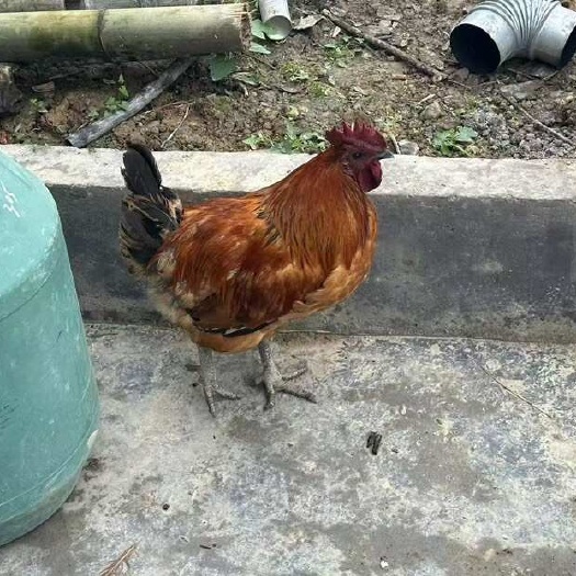 纯粮散养跑山乌骨鸡