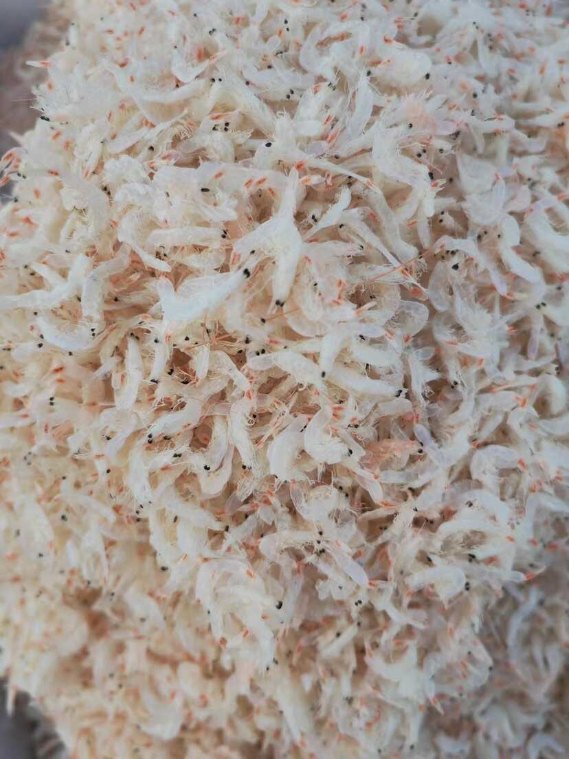 淡干无盐虾皮 常年供货 一点也不咸 一手货源