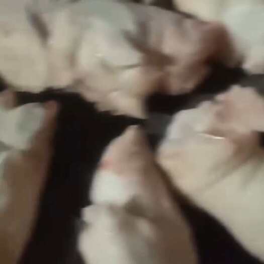 保定肥猪前蹄，一件二十斤，20－22个，调理品