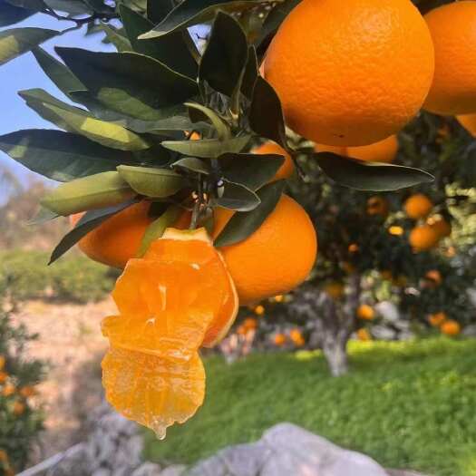 秭归县湖北三峡秭归九月红果冻橙多汁果园现摘现发水果甜橙