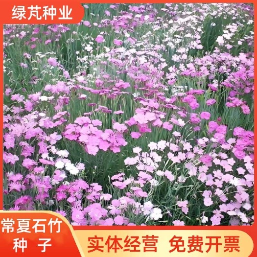 常夏石竹种子四季播种开花易活花卉种子室外庭院种子