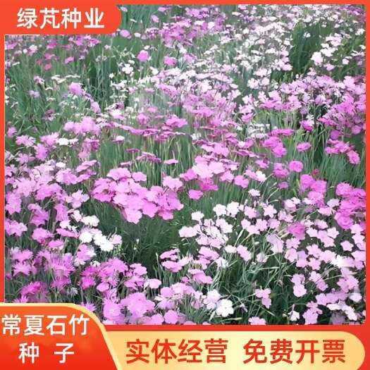 沭阳县常夏石竹种子四季播种开花易活花卉种子室外庭院种子