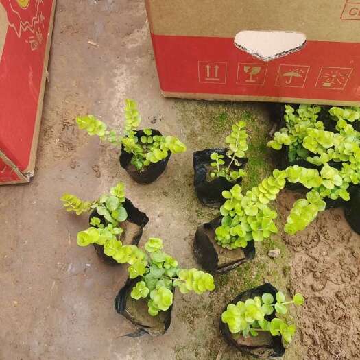 青州市金叶过路黄小苗，容器苗双色杯苗，大量有货工程苗，草花地被基地