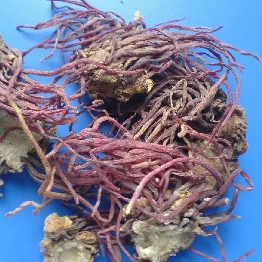 亳州亳州 紫菀根茎 中药材批发零售 可信赖的供应商 安徽发货