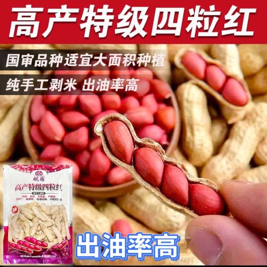 沭阳县高产特级四粒红花生种子薄壳四粒红花生种子红皮花生米孑子新品种