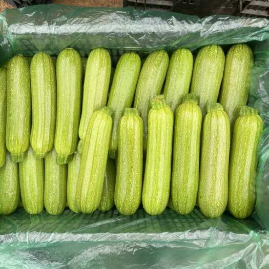 华宁县精品西葫芦