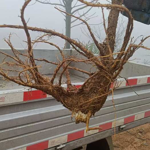 六盘水前胡鲜贷，包含量有须要联系