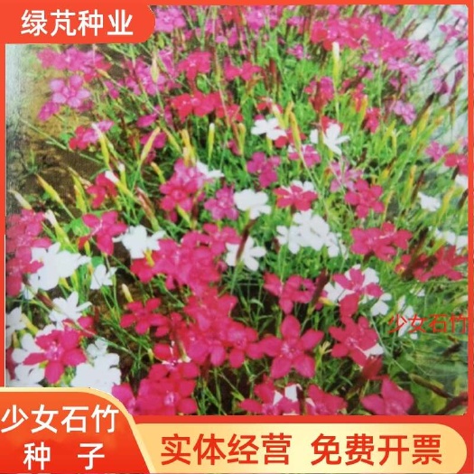 地被少女石竹种子宿根西洋美女洛阳花籽绿化花坛阳台盆栽少女石竹