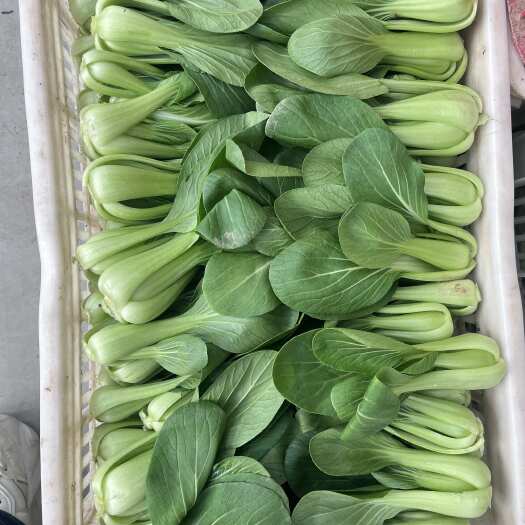 高碑店市山东新鲜直供 小白菜 上海青 绿叶蔬菜 产地发货保质保鲜