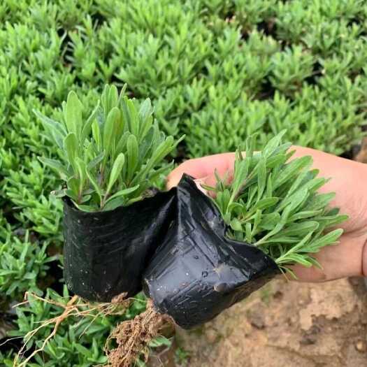 青州市薰衣草大量有货 质量好价格低 多年生杯苗香水草批发