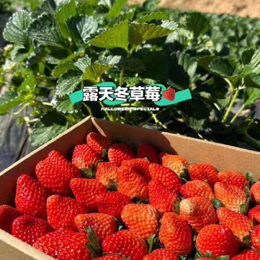 大凉山露天草莓天然