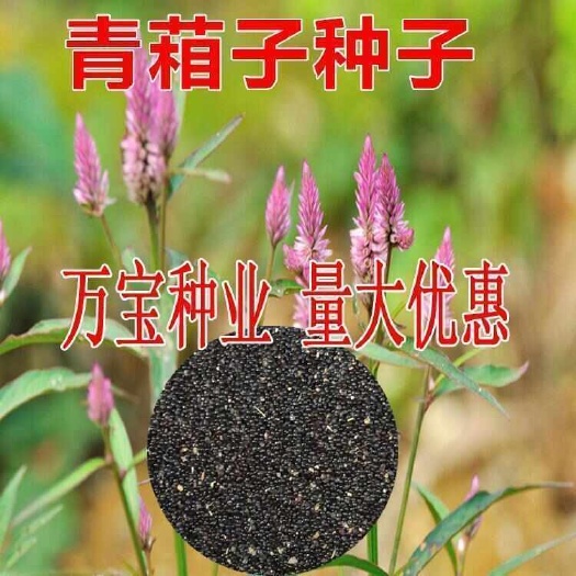 中药材青葙子承接订单批发 供应青箱子大量现货 一件代发量大价