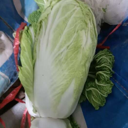 嘉鱼县青杂3号大白菜