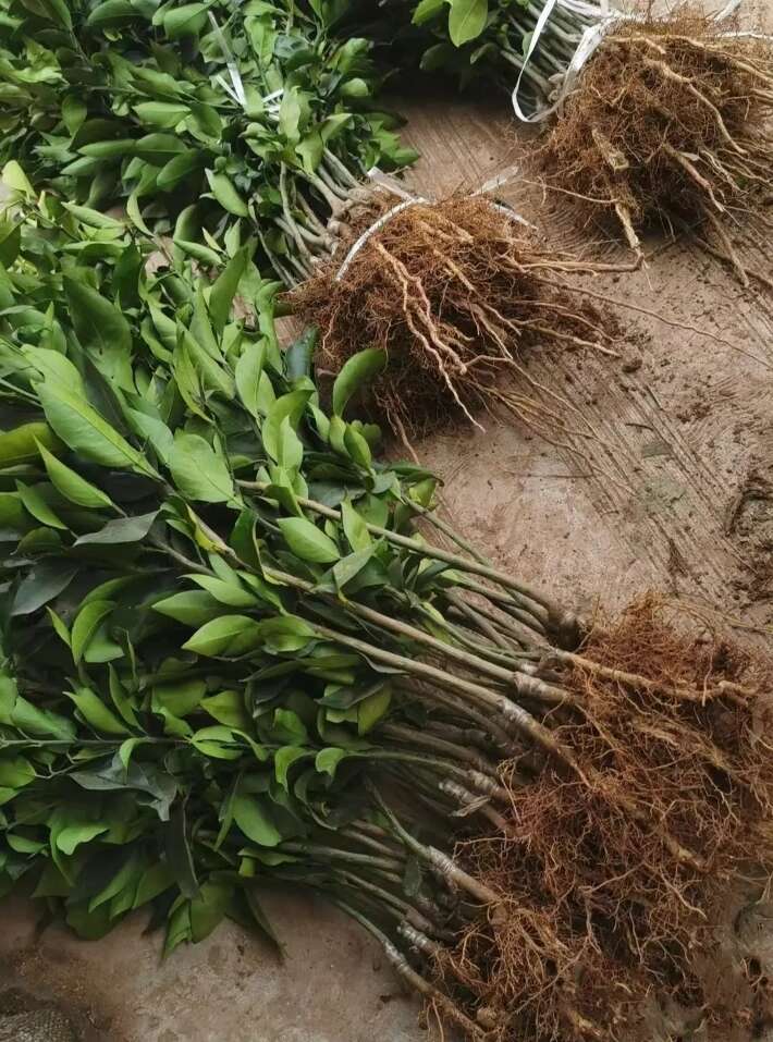 日南一号柑橘苗   特早熟  青皮蜜桔苗