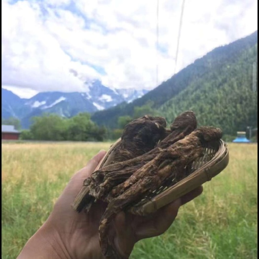 藏当归 藏当归 西藏一手货源 原产地批发 质量保证