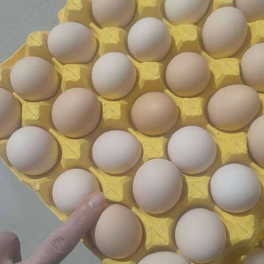 亳州精品粉蛋批发零售