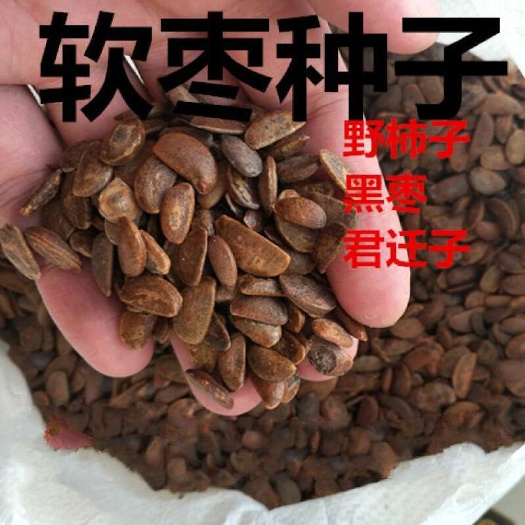 砀山县柿子种子，软枣种子，嫁接甜柿砧木种子。