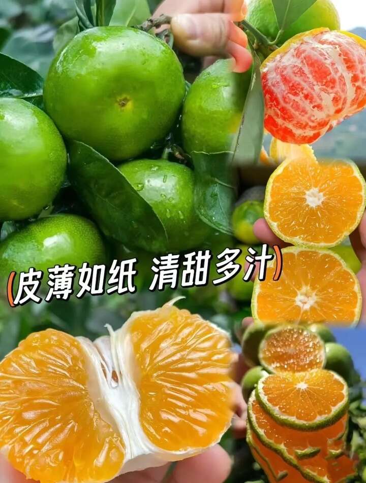 日南一号柑橘苗   特早熟  青皮蜜桔苗
