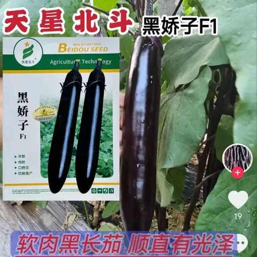 沭阳县黑娇子茄子种子早熟软肉黑长茄子种子抗病强丰产肉软细嫩茄子种子