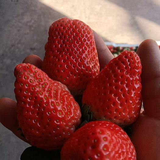 德昌县大凉山露天草莓