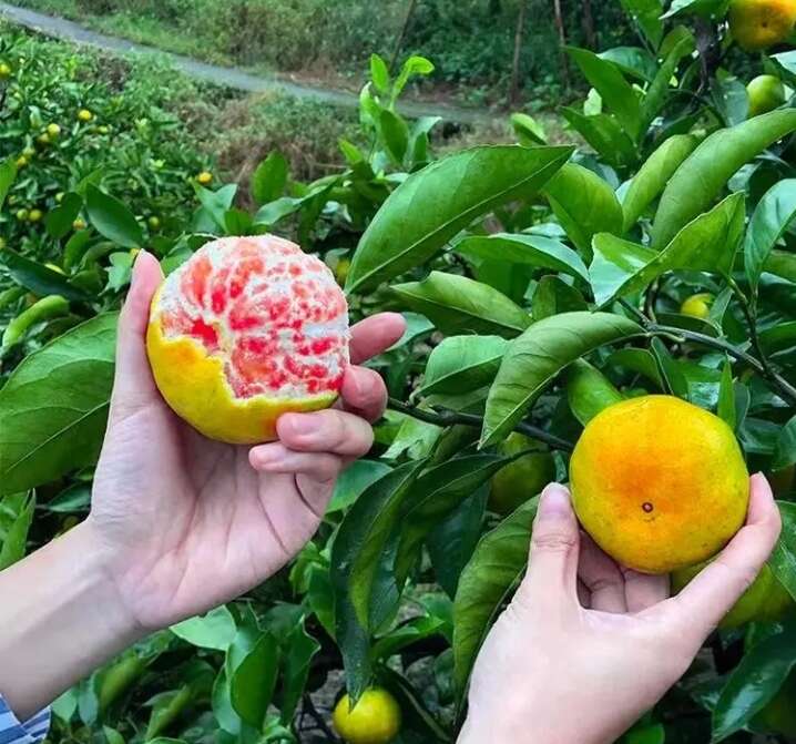 日南一号柑橘苗   特早熟  青皮蜜桔苗