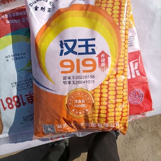 太康县汉玉919玉米杂交种，金刚王汉玉919
