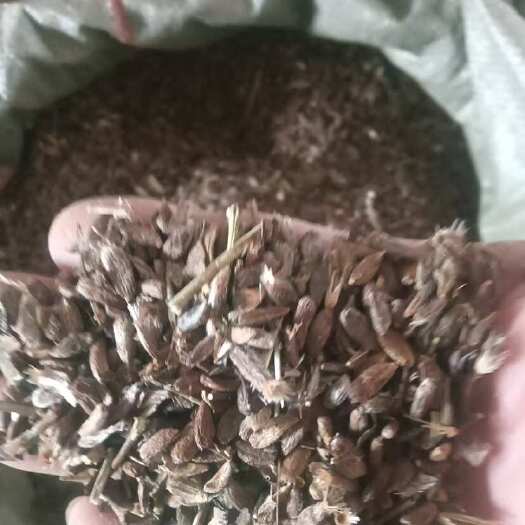 亳州纯新白术籽大量出售中 有需要与我联系