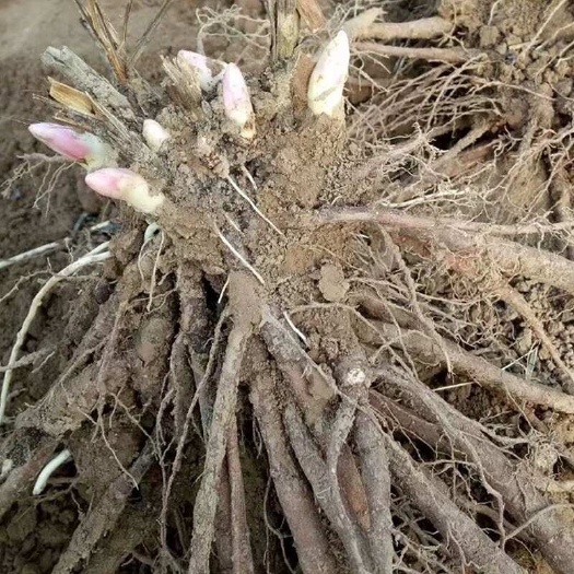 亳州白芍种苗 安徽亳州优质源头发货 药材种植理想选择