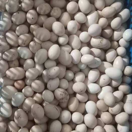 广州初生蛋，清远麻鸡初生蛋