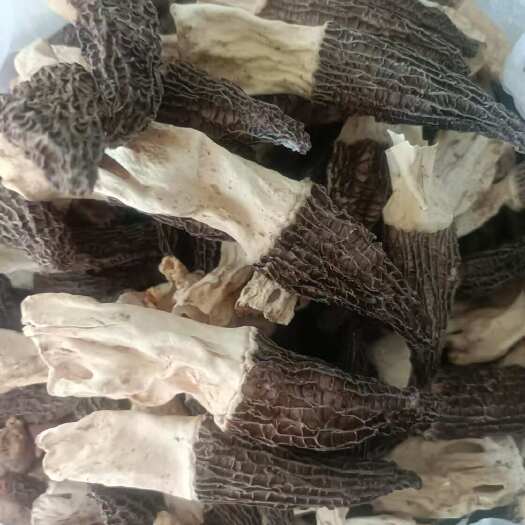 蔚县精品羊肚菌干货