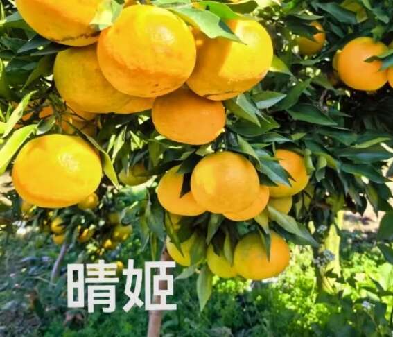 象山县晴姬柑桔苗 新品 嫁接苗