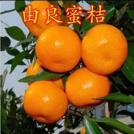 象山县由良柑桔苗   特早熟