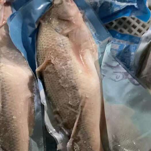 佛山三去加州鲈