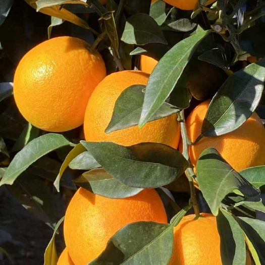 龙岩龙岩新罗区新鲜脐橙 柑橘水果 整箱发货 绿色天然 健康可口