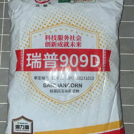 沈阳瑞普909D双抗基因抗旱能力强托水快丰产性好红轴大棒紫杆品种