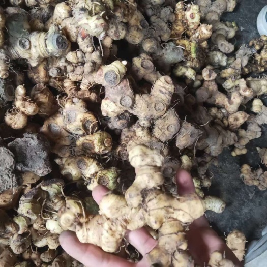 博罗县老虎姜，黄精