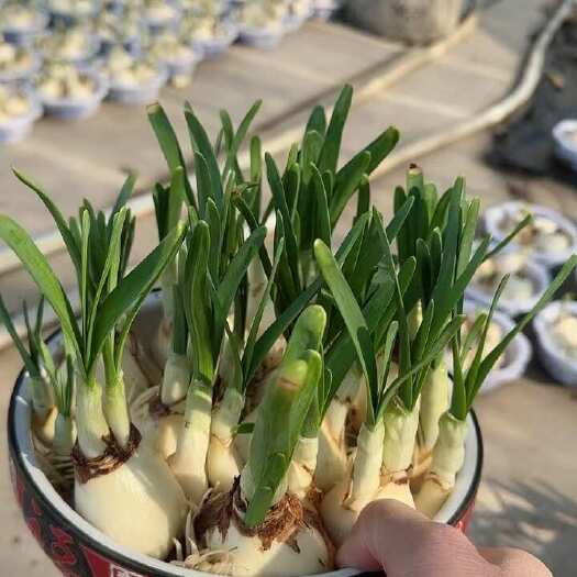 漳州黄水仙